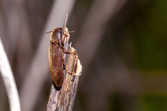 Diplostethus carolinensis