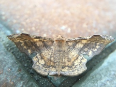 Fascellina