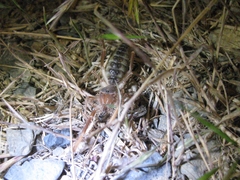 Eremobatidae