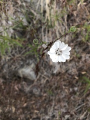 Blepharipappus scaber