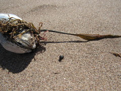 Hypocaccus dimidiatipennis