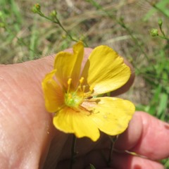 Linum rigidum