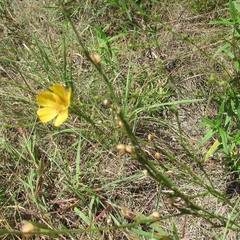 Linum rigidum