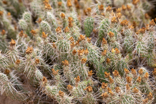 El Paso Pricklypear (Opuntia arenaria)