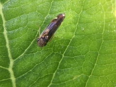 Dilobopterus disparulus