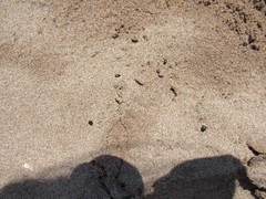 Hypocaccus dimidiatipennis