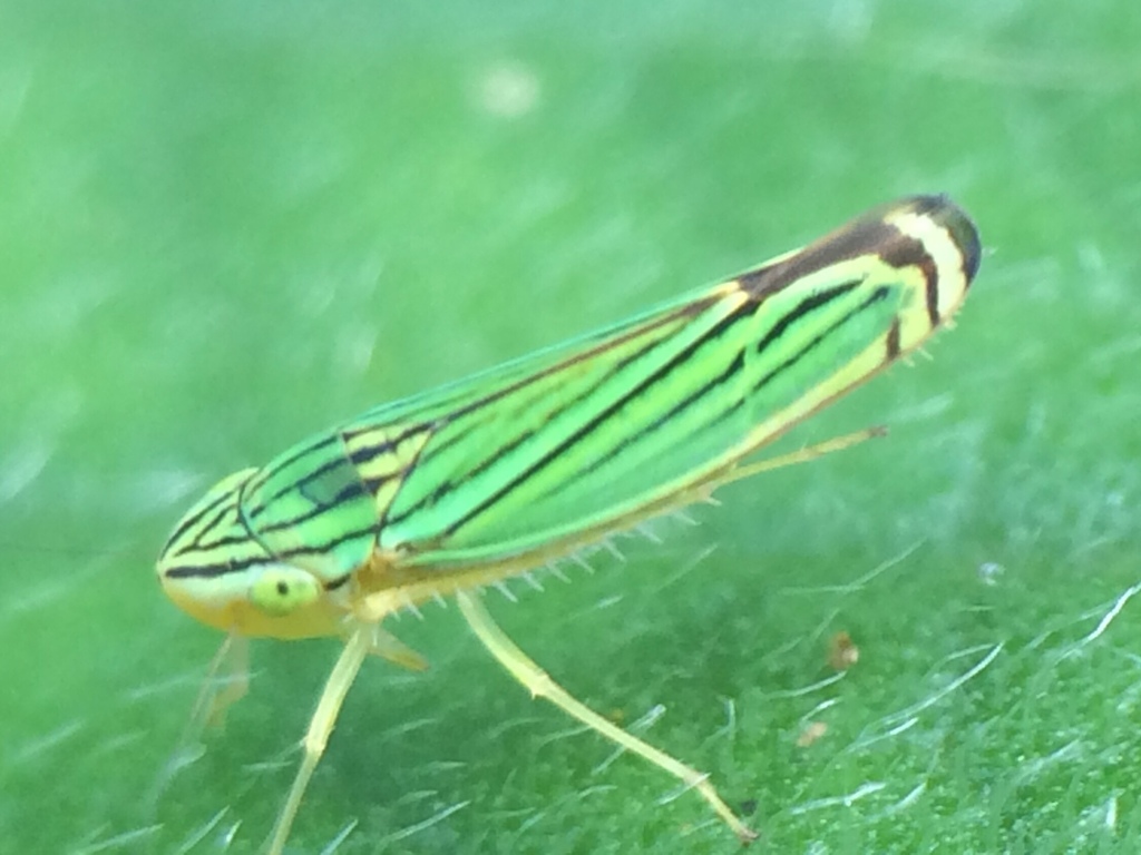 Sibovia nielsoni