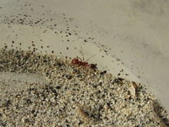 Pogonomyrmex californicus