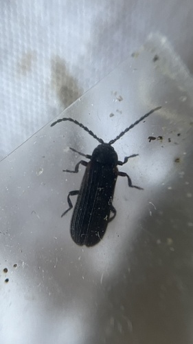 Eropterus nothus · iNaturalist