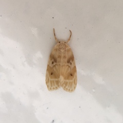 Schistophleps bipuncta