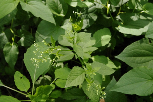 Canadian honewort (Cryptotaenia canadensis)