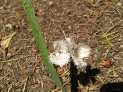 Calochortus coeruleus