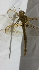 Neurocordulia xanthosoma