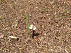 Calochortus coeruleus