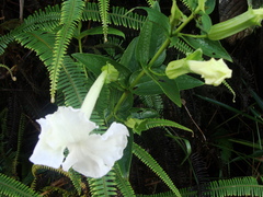 Escobedia grandiflora
