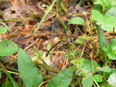 Stylogomphus albistylus