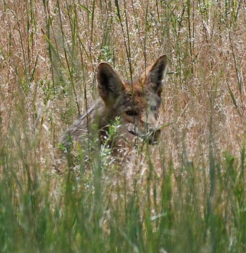 Coyote photographed in Idaho