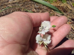 Calochortus coeruleus