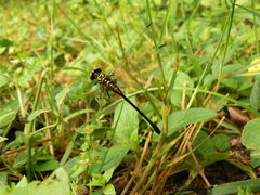Stylogomphus albistylus