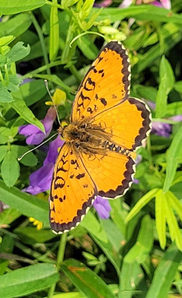 Melitaea didymoides
