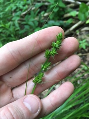Carex conjuncta