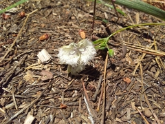 Calochortus coeruleus