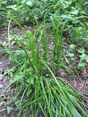 Carex conjuncta