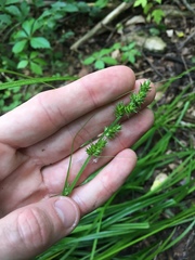 Carex conjuncta