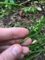 Carex conjuncta