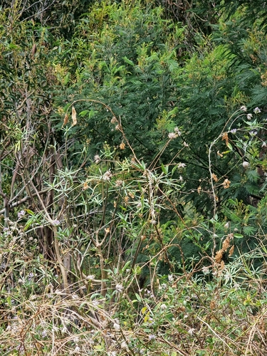 Image of Euphorbia piscatoria by (c) Vítor Jorge, some rights reserved (CC BY)