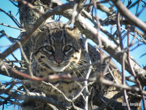 Geoffroy's Cat