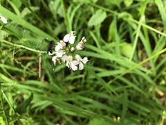 Iodanthus pinnatifidus