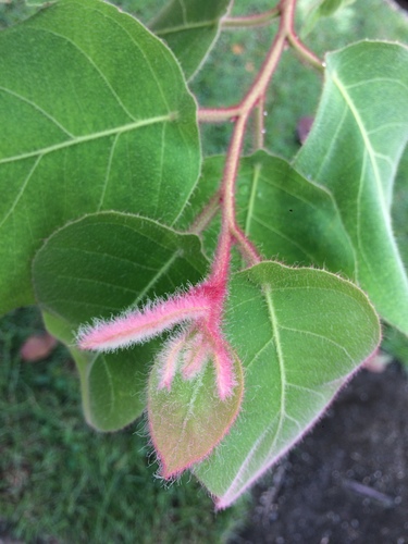 Corymbia torelliana