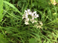 Iodanthus pinnatifidus