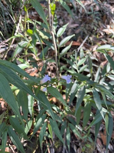 Strobilanthes anisophylla
