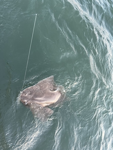 Atlantic Angelshark photographed in Delaware
