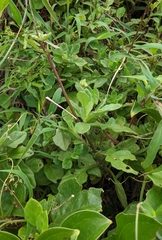Gynura formosana, photograph (c) 許文俊, some rights reserved (CC BY-SA)
