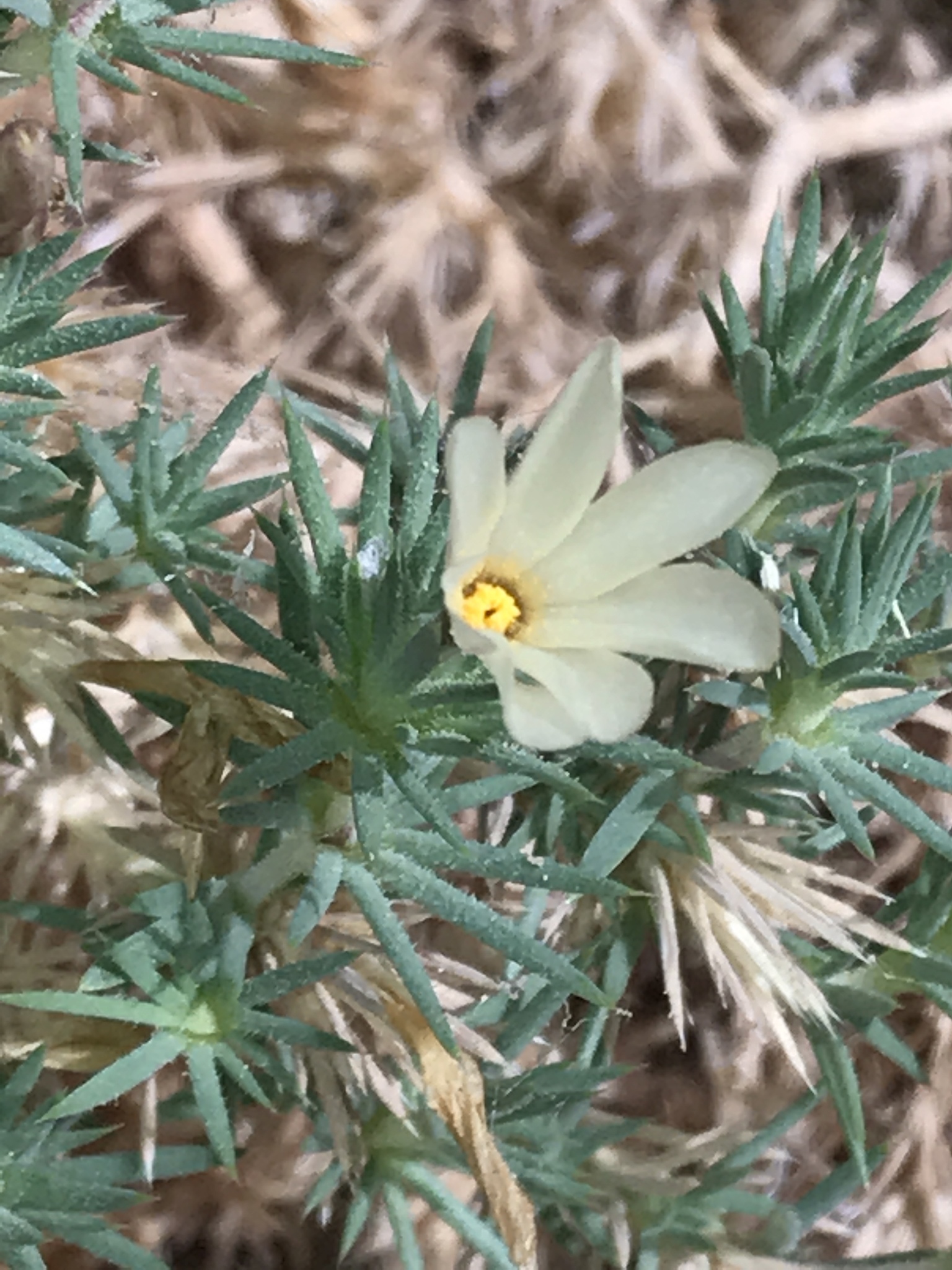 Linanthus watsonii