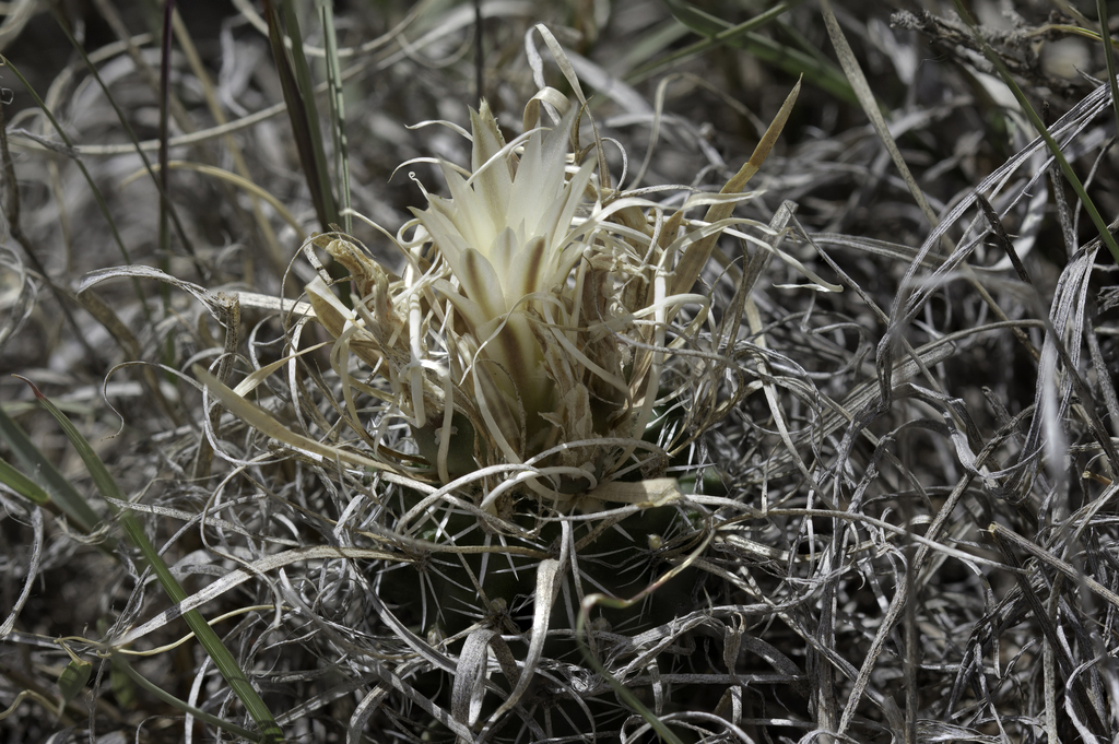 Sclerocactus papyracanthus, Los Alamos County, NM, USA