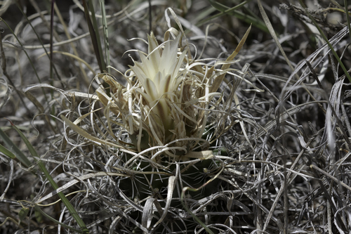 Sclerocactus papyracanthus