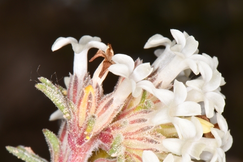 Image of Ipomopsis spicata by (c) Darrin Gobble, some rights reserved (CC BY)