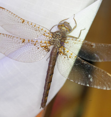 Neurocordulia xanthosoma