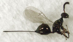 Pseudidarnes minerva