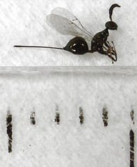 Pseudidarnes minerva