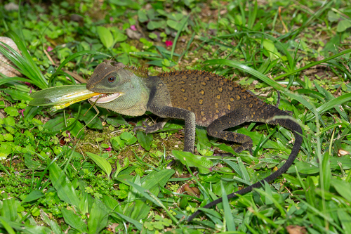 Malayan Mountain Horned Agamid, Acanthosaura titiwangsaensis