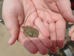 Trinectes maculatus