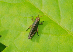 Melanoplus viridipes