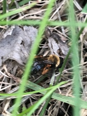 Melandrena