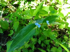 Commelina paludosa