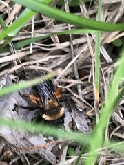 Melandrena